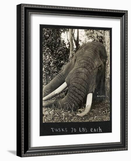 Tusks 70 Lbs Each, c.1930-null-Framed Giclee Print