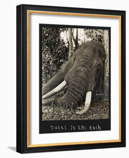 Tusks 70 Lbs Each, c.1930-null-Framed Giclee Print