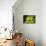 Tutsan Flowers And Fruit-Colin Varndell-Mounted Photographic Print displayed on a wall