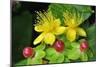 Tutsan Flowers And Fruit-Colin Varndell-Mounted Photographic Print