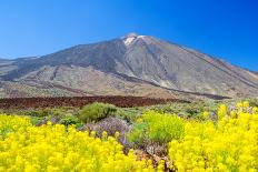 Teide Volcano Peak with Yellow Flowers in the Foreground, Tenerife Island, Spain.-tuulijumala-Photographic Print