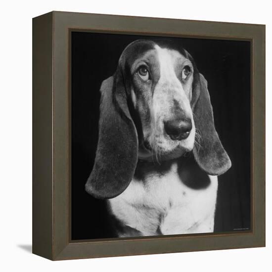 TV Star Dog J. J. Morgan Posing for a "Life" Picture-Walter Sanders-Framed Premier Image Canvas