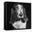 TV Star Dog J. J. Morgan Posing for a "Life" Picture-Walter Sanders-Framed Premier Image Canvas