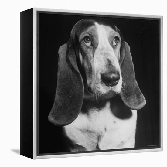 TV Star Dog J. J. Morgan Posing for a "Life" Picture-Walter Sanders-Framed Premier Image Canvas