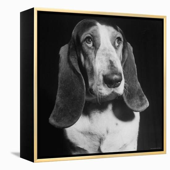 TV Star Dog J. J. Morgan Posing for a "Life" Picture-Walter Sanders-Framed Premier Image Canvas