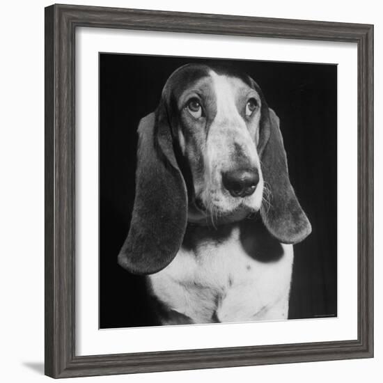 TV Star Dog J. J. Morgan Posing for a "Life" Picture-Walter Sanders-Framed Premium Photographic Print