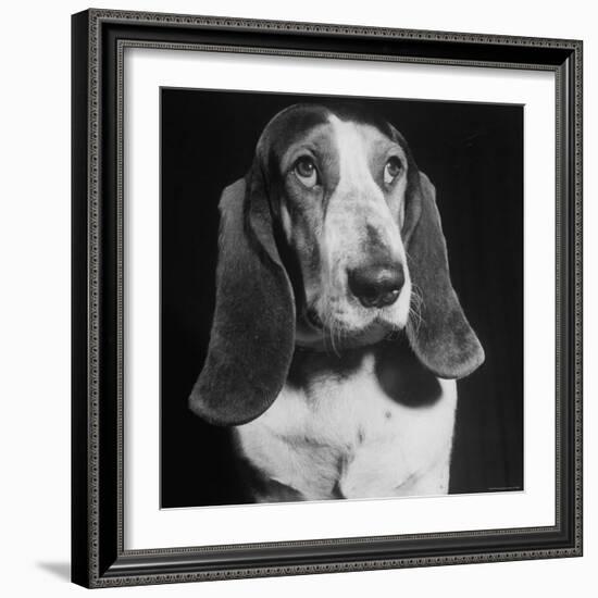 TV Star Dog J. J. Morgan Posing for a "Life" Picture-Walter Sanders-Framed Premium Photographic Print