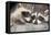 Tw Baby Raccoon-EEI_Tony-Framed Premier Image Canvas