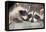 Tw Baby Raccoon-EEI_Tony-Framed Premier Image Canvas