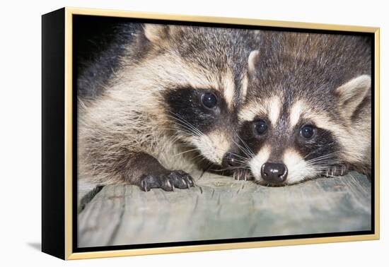 Tw Baby Raccoon-EEI_Tony-Framed Premier Image Canvas