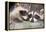 Tw Baby Raccoon-EEI_Tony-Framed Premier Image Canvas