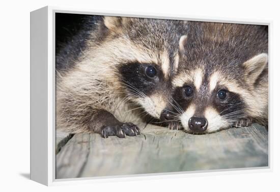 Tw Baby Raccoon-EEI_Tony-Framed Premier Image Canvas