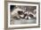 Tw Baby Raccoon-EEI_Tony-Framed Photographic Print