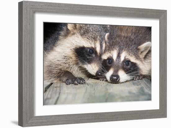 Tw Baby Raccoon-EEI_Tony-Framed Photographic Print