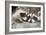 Tw Baby Raccoon-EEI_Tony-Framed Photographic Print