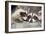 Tw Baby Raccoon-EEI_Tony-Framed Photographic Print