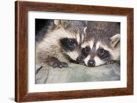 Tw Baby Raccoon-EEI_Tony-Framed Photographic Print