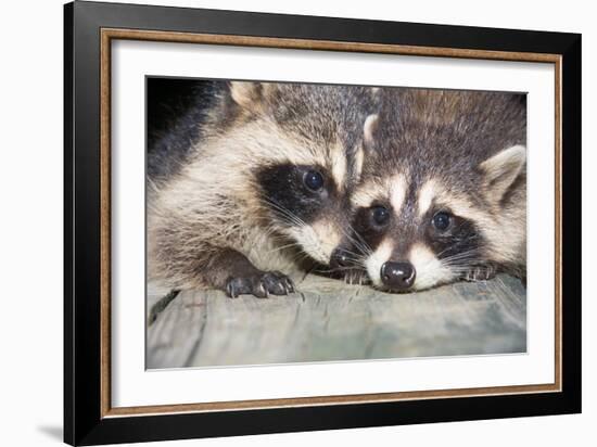 Tw Baby Raccoon-EEI_Tony-Framed Photographic Print