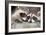 Tw Baby Raccoon-EEI_Tony-Framed Photographic Print