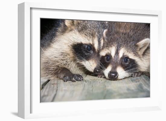 Tw Baby Raccoon-EEI_Tony-Framed Photographic Print