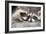 Tw Baby Raccoon-EEI_Tony-Framed Photographic Print