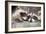 Tw Baby Raccoon-EEI_Tony-Framed Photographic Print