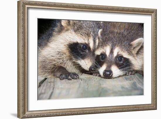 Tw Baby Raccoon-EEI_Tony-Framed Photographic Print