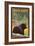 Twain Harte, California - Black Bear in Forest-Lantern Press-Framed Art Print