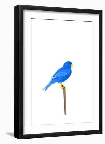 Tweet-Alex Cherry-Framed Premium Giclee Print