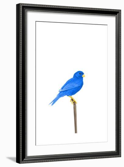 Tweet-Alex Cherry-Framed Art Print