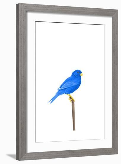 Tweet-Alex Cherry-Framed Art Print