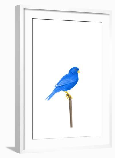 Tweet-Alex Cherry-Framed Art Print