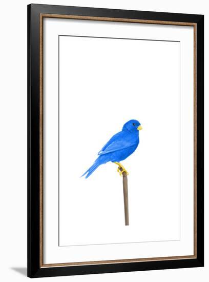 Tweet-Alex Cherry-Framed Art Print