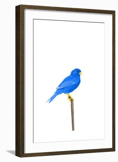 Tweet-Alex Cherry-Framed Art Print