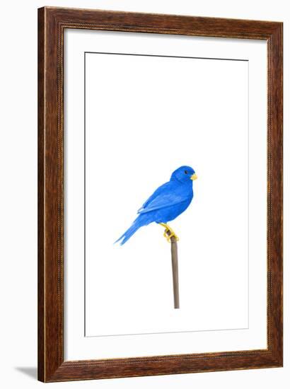 Tweet-Alex Cherry-Framed Art Print