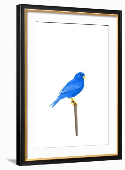 Tweet-Alex Cherry-Framed Art Print