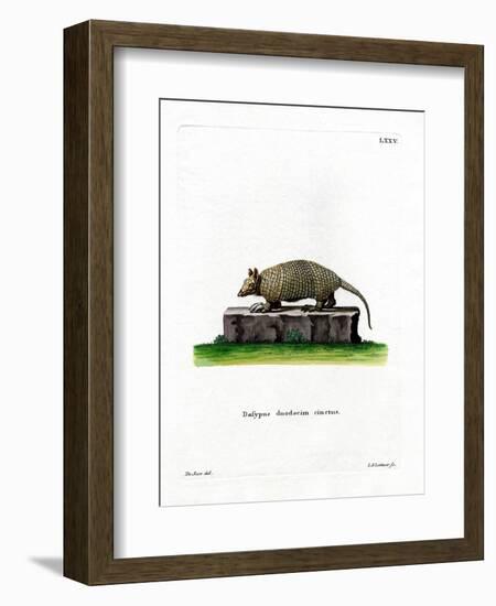 Twelve-Banded Armadillo-null-Framed Giclee Print