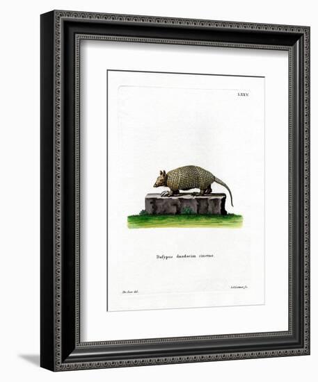 Twelve-Banded Armadillo-null-Framed Giclee Print