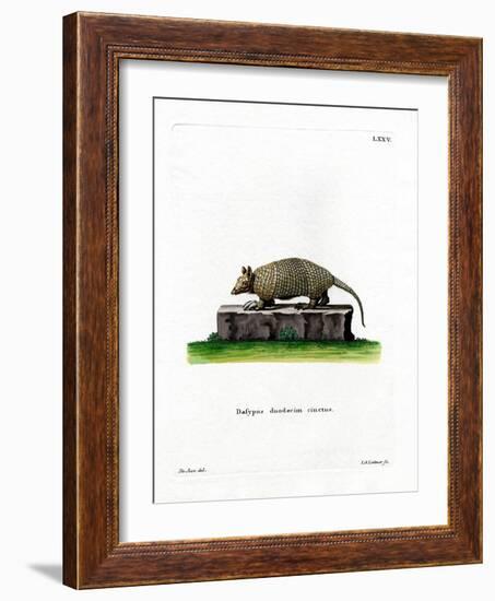 Twelve-Banded Armadillo-null-Framed Giclee Print