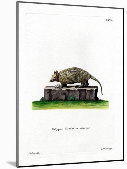 Twelve-Banded Armadillo-null-Mounted Giclee Print