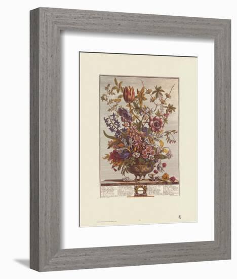 Twelve Months of Flowers, 1730, February-Robert Furber-Framed Art Print