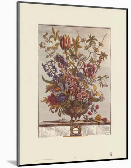 Twelve Months of Flowers, 1730, February-Robert Furber-Mounted Art Print