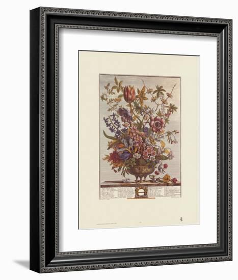 Twelve Months of Flowers, 1730, February-Robert Furber-Framed Art Print