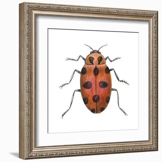 Twelve-Spotted Ladybird Beetle (Hippodamia Convergens), Insects-Encyclopaedia Britannica-Framed Art Print