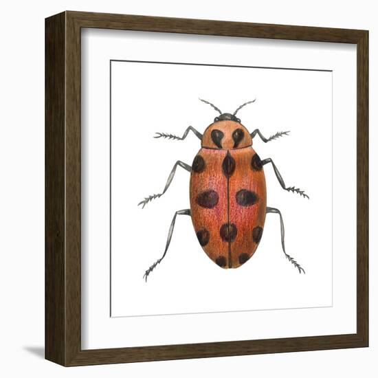 Twelve-Spotted Ladybird Beetle (Hippodamia Convergens), Insects-Encyclopaedia Britannica-Framed Art Print