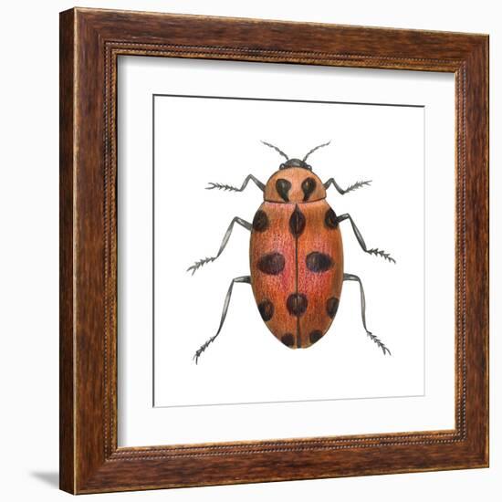 Twelve-Spotted Ladybird Beetle (Hippodamia Convergens), Insects-Encyclopaedia Britannica-Framed Art Print