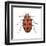 Twelve-Spotted Ladybird Beetle (Hippodamia Convergens), Insects-Encyclopaedia Britannica-Framed Art Print