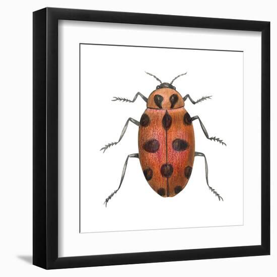 Twelve-Spotted Ladybird Beetle (Hippodamia Convergens), Insects-Encyclopaedia Britannica-Framed Art Print