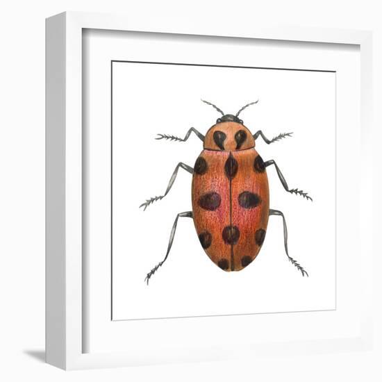 Twelve-Spotted Ladybird Beetle (Hippodamia Convergens), Insects-Encyclopaedia Britannica-Framed Art Print