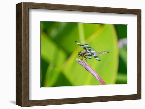 Twelve-spotted Skimmer male on Water Canna-Richard and Susan Day-Framed Photographic Print